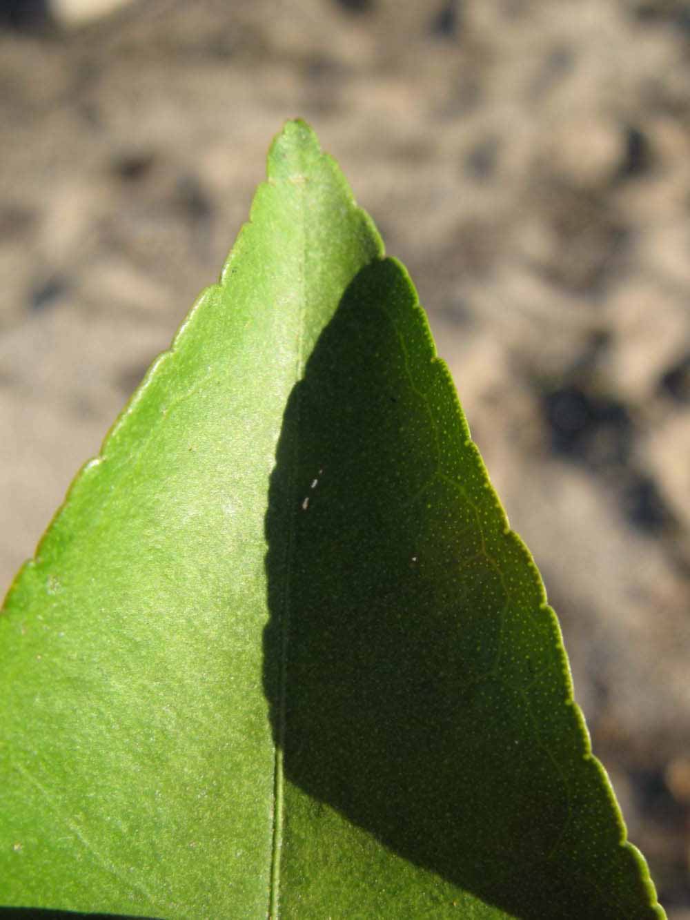              Margin (Winter Haven, FL)       